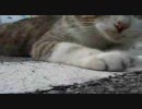 沖縄　野良猫たちのらぷそでぃ　２