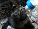 ぬこにおちち