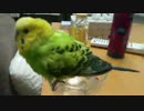 セキセイインコの水浴び-とりくさい（確定）