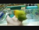 インコにエロビデオ見せた結果こうなった