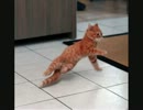 【ギネス】世界一のダンシングキャット