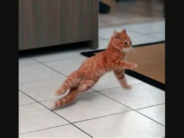 【ギネス】世界一のダンシングキャット
