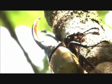 世界最大のカブトムシ・ヘラクレスを追う (01 of 04)