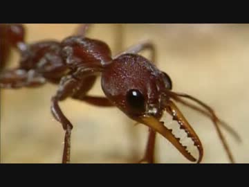 世界最大のカブトムシ・ヘラクレスを追う (02 of 04)