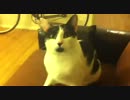 お利口な猫