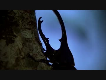世界最大のカブトムシ・ヘラクレスを追う (04 of 04)