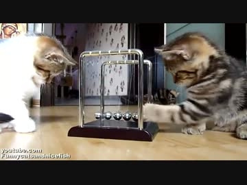 物理学を勉強する子猫が最高にカワイイ