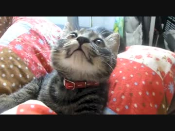 ぐりちぇる動画＊1＊ぐりちゃん大きくなったなー｡ﾟ(ﾟ´Д｀ﾟ)゜｡