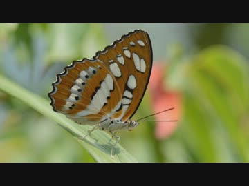 与那国島蝶の旅