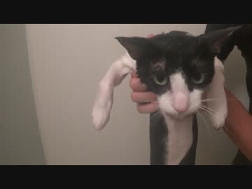 うちの猫にゴマダレをつけてみたらこうなった