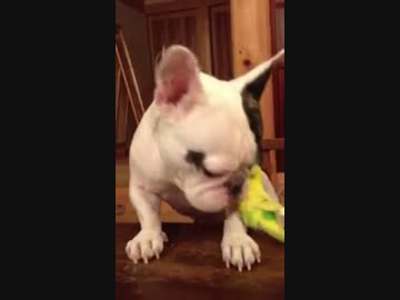 インコに遊ばれるわんこ