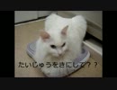 57.美人さん、体重が気になりますか？Does the beauty care about weight?