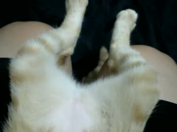 拾いねこ＠生後109日目　16日目のアコにょんと比べてやってくださいｗ