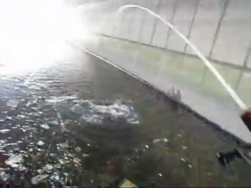 【ニコニコ鯉釣りダービー】トンネル浅場でパンプカ