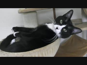 最近のうちのネコ