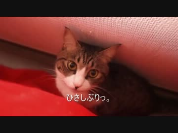 うちのノエル 79 － 生粋のショージ好き。