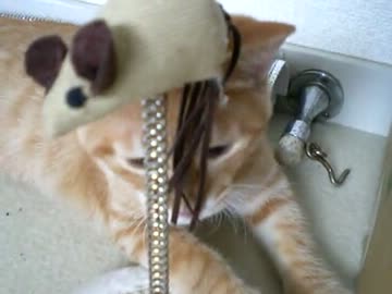 拾いねこ＠生後110日目　3ヵ月半でもう落ち着いてくるものなのかしら