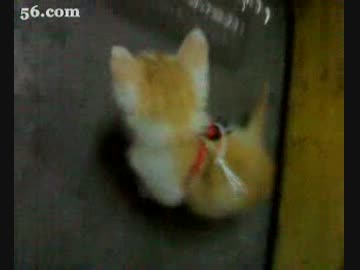 新居にご満悦する猫ちゃん.flv