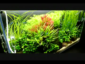 落ち武者レイアウターが水草レイアウトするぞ！【PART５】