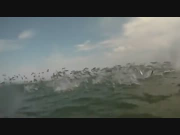 魚の大群がジャンプしながらビーチを襲う！