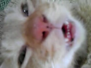 猫の怖い寝顔