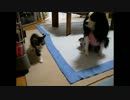 【犬vs仔猫】教えてください、遊んでるの？喧嘩してるの？