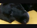 うちの犬がいびきをかいているようです