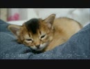 新しい家族がやってきた(犬)ヾ(oゝω･o)ﾉ))