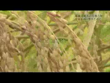 いわきの米（ｺｼﾋｶﾘ等）を通販で買って被災地を支援しよう！