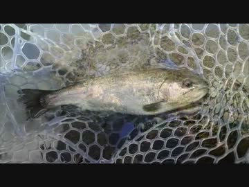 【管釣りの旅】 神越渓谷ます釣り場 2012.10.20 【薮沢釣蔵】