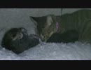 子猫のぬこぬこ日記　生後４日目