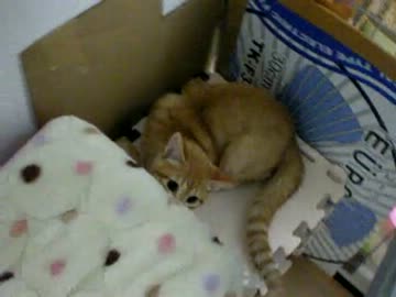 拾いねこ＠生後111日目　EDLP（EveryDayLovely&Pretty）