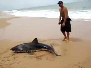 浜辺に打ち上げられたサメを救助