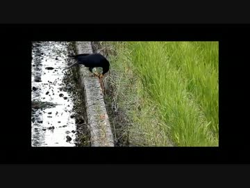 何かをあさるカラス