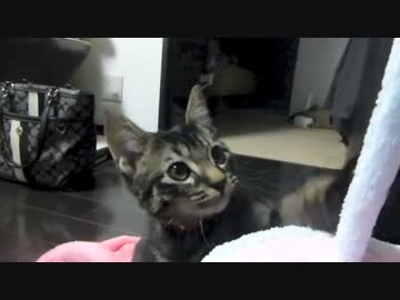 ぐりちぇる動画＊2＊新しいおもちゃで遊ぶぐりたん楽しそう