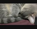 アンモにゃイト