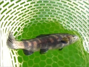 【シーズン到来】自転車乗って釣り行くpart11【消え去るアンパンマネー】