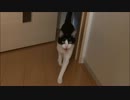 猫「ごはんにする？お風呂にする？それとも・・・・」