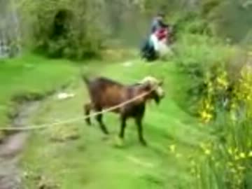 鳴き声が｢汚いあえぎ声｣にしか聞こえないヤギ先輩