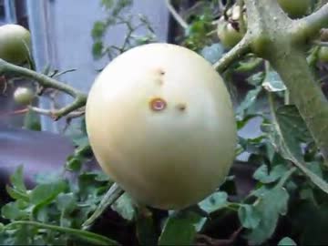 5分間耐久ベニ語レッスン・その3(１２年１０月２６日)