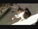 大学でねこさんがひなたぼっこしていた