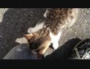 大学でねこさんがひなたぼっこしていたらじゃれついてきた