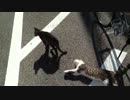 大学でねこさんがひなたぼっこしていたらもう1匹現れた