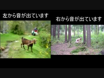 【比較動画】鳴き声が「成人男性の叫び声」にしか聞こえない○○