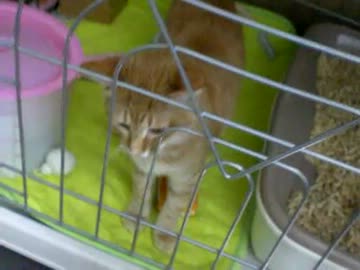 拾いねこ＠生後113日目　外出から帰ってきて直後のアコにょんの反応