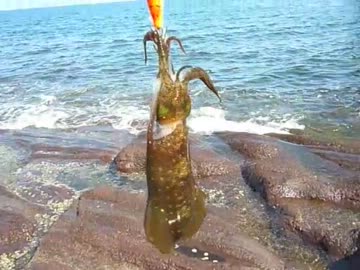 エギングに挑戦してみた。