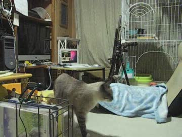 ジャンくんのお留守番　一人ぼっちで何をする？