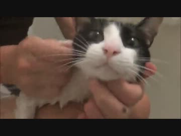 シャンプー中、無駄な抵抗をやめた猫