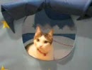 自宅警備☆にゃんこ