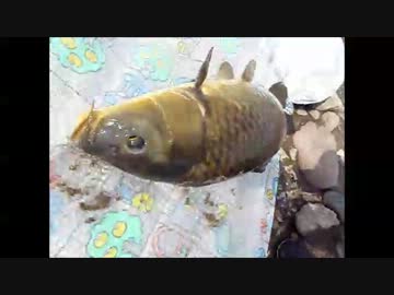 【ニコニコ鯉釣りダービー】初心者がのべ竿ウキ釣り【に参加したい】